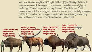 Bison VS Buffaloes Size Comparison [upl. by Cathe116]