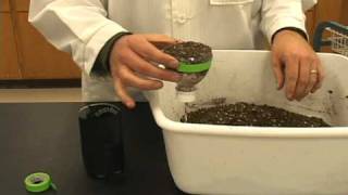 Planting Brassica rapa [upl. by Lessard]