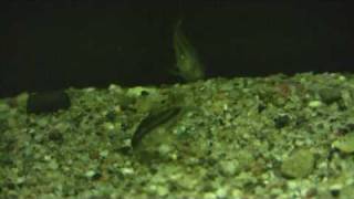 Corydoras Pygmaeus The pygmy cory [upl. by Halet798]