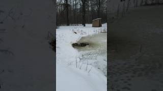 Pond heater  Ducks love it [upl. by Morez359]