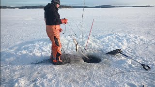 Talviverkoilla Pielisellä 26124 Jata 27 verkko mutkalla ja jupatuksia [upl. by Trevor]