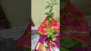 Meri Tulsi Ke Gamle Mein Om Likha Hai Shorts Youtube Shorts [upl. by Daigle]