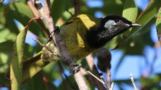 Whiteeared Honeyeater  Chiltern Track [upl. by Eatnom]