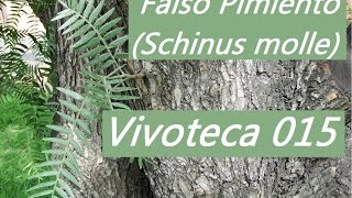 Vivoteca 15 Falso pimiento Schinus molle [upl. by Zil]