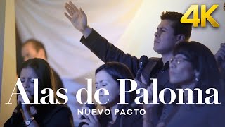 Alas de Paloma  Nuevo Pacto  Video Oficial Remastered 4K [upl. by Tareyn]