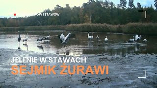 Sejmik żurawi jelenie w stawach dzicze zapasy wildlife trailcamera jeleń deer [upl. by Vivianna942]