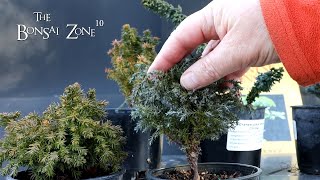 Working on Very Small Trees Part 1 The Bonsai Zone Feb 2023 [upl. by Anieral]