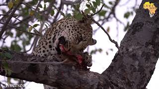 Leopard eating an Impala head [upl. by Kerek781]