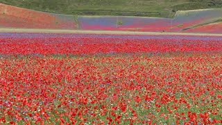 A Castelluccio di Norcia la fioritura arcobaleno come un quadro ai piedi del monte Vettore [upl. by Eynahpets]