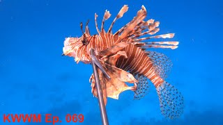 Venomous But Delicious  Lion Fish  Spear Clean Cook [upl. by Aldercy859]