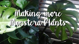 HOW TO PROPAGATE monstera deliciosa 💦👶🏼🌱 [upl. by Einaled]