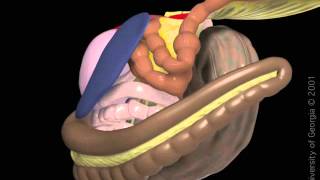 Enteritis proximal [upl. by Winfield429]