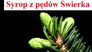 Syrop z pędów ŚWIERKA  przepis [upl. by Olleina]