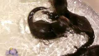 Baby otters swim in the tub [upl. by York]