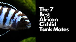 The 7 Best African Cichlid Tank Mates 🐟 [upl. by Nirtiak561]