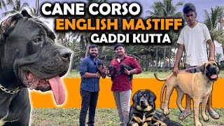 Mastiff Dogs for Sale  Cane Corso  English Mastiff  Gaddi Kutta  Puppies Available [upl. by Adnuhsar]