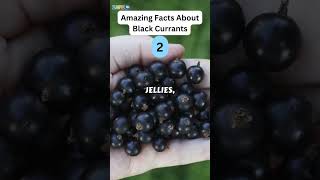 5 Amazing Facts About Black Currant zapetv fruit facts [upl. by Yerrot]