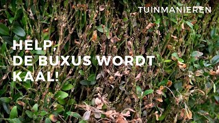 Help de Buxus wordt kaal Wat is er met de Buxus Schimmel [upl. by Gearhart]