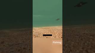 Fishing  Under Water Camera [upl. by Imef]