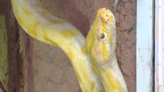 Python molurus bivittatus albinos [upl. by Acirret]