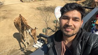 Taronga Zoo Sydney Vlog  Hikmat BC In Australia 🇦🇺 How far and much for zoo tickets 🤑 [upl. by Xylina]