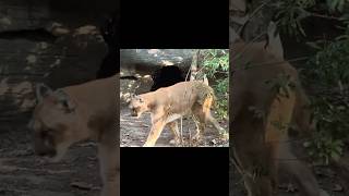 Prowling Cougar [upl. by Matthiew]