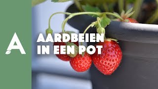 Aardbeien in een pot planten I Een groener thuis 54 I Angelo Dorny [upl. by Airdnaed]