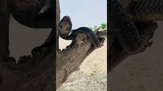 Black cobra snake on tree monkey snake shortvideo whitecobra venomouscobra blackcobra cobra [upl. by Lurette]