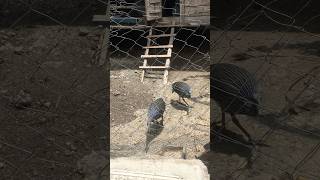 Two beautiful Wild vulturine Guinea fowls entered my chicken coop excited [upl. by Ahsikahs]