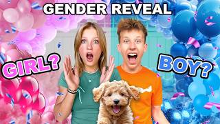 Puppy Gender Reveal So CUTE [upl. by Zelikow]