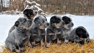 Australian cattle dog puppy exercise for 1 or 2 months old [upl. by Lory]