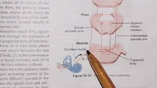 Auditory central pathway guyton 53 last types of deafness hearingphysiology [upl. by Inafets427]