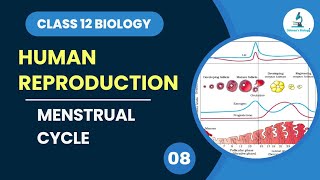 Menstrual Cycle  Human Reproduction  Class 12 Biology  Dhimans Biology  NEET [upl. by Landrum]