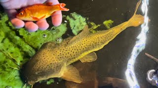 Pet Catfish Like to Eat Live Goldfish [upl. by Ocsinarf950]