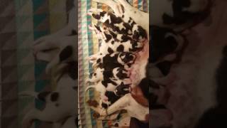 Treeing Walker Coonhound puppies 5 days old [upl. by Berey432]