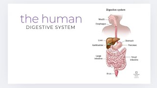 the human digestive system fully explained dijestivesystem [upl. by Froehlich]