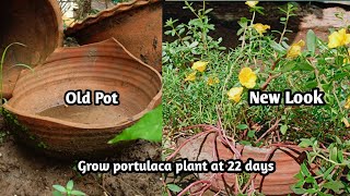 Hybrid portulaca plant grow in old pot । moss Rose growing 22 days । Love of tree [upl. by Anastos]