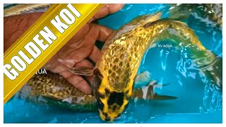 24K GOLDEN KOI FISH  MOST EXPENSIVE CARP  KV AQUA FARM [upl. by Paige]