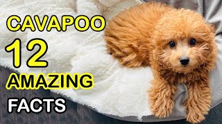 Cavapoo  12 Amazing Facts About Cavapoo Dog Breed [upl. by Bradlee702]