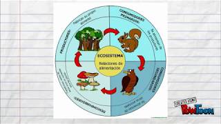 Ecología Relaciones Ecológicas [upl. by Ainafetse]