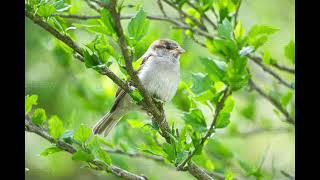 Seaside Sparrow [upl. by Gusella225]