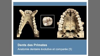 Anatomie des dents des Primates Anatomie dentaire évolutive et comparée 5 [upl. by Lindell]