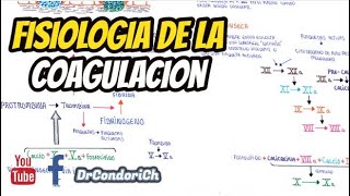 Hemostasia fisiologia de la coagulacion plaquetas [upl. by Natal]