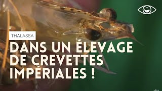 Dans un élevage de crevettes impériales  Thalassa [upl. by Lelia]