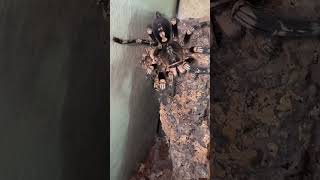 Poecilotheria subfusca lowland feeding [upl. by Laurin]