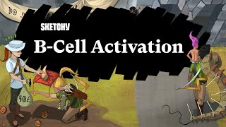 BCell Activation Modes amp Processes Part 1  Sketchy Medical  USMLE Step 1 [upl. by Craggy]