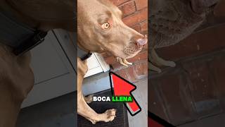 Este hombre se quedó de piedra al ver lo que había en la boca de su perro 😲😢😢😢 [upl. by Wilda]