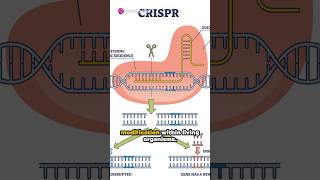 Genome editing with CRISPRCas9 [upl. by Migeon736]