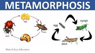 METAMORPHOSIS  COMPLETE AND INCOMPLETE METAMORPHOSIS  SCIENCE EDUCATIONAL VIDEO FOR KIDS [upl. by Saraann]