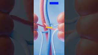 How Kidney Stones Form 3D Explainer 140 [upl. by Knowling]